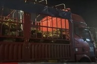 【動画】「まるで地獄から来たトラック」 中国「犬肉祭」に出荷された犬たちを救出
