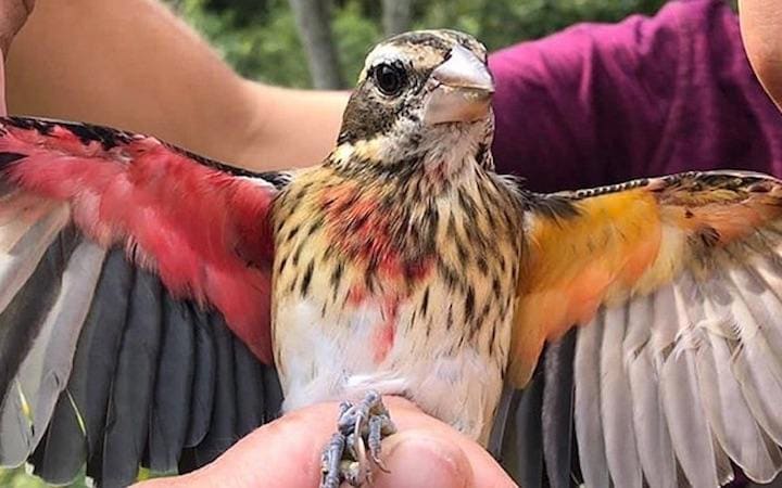 右半身がオス、左半身がメスとみられるムネアカイカルが発見された...... (Annie Lindsay)