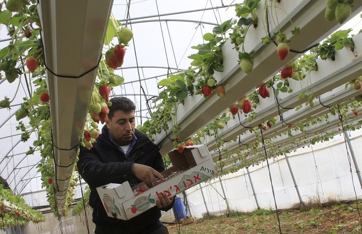 イチゴを収穫するヨルダン川西岸のパレスチナ人（2016年1月）　Abed Omar Qusini-REUTERS