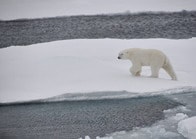 温暖化ストレスでホッキョクグマの遺伝子が「進化」──絶滅を免れる可能性も