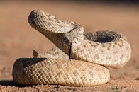 「まさか泳げるだなんて...」湖の水面を移動するヘビに「新たなる恐怖」の声