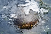【動画】本当に生きてる...？　一面凍結した池で「氷漬け」になった巨大ワニの全身がくっきり