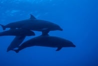 イルカとクジラのハイブリッドを確認、世界初