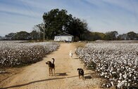 アラバマ州の貧困は先進国で最悪──国連