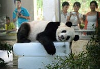 中国にいたパンダに石を投げる愚か者（再生1億回）