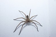 天井にいた巨大グモを放っておいた結果...女性が遭遇した「禍々しい光景」にネット戦慄