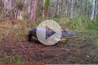 湿地を這う3本足のワニが撮影される