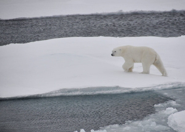 北極海で流氷を渡るホッキョクグマ（2009年10月）　ZUMA Press Wire via Reuters Connect
