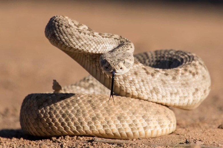 （写真はイメージです）　Susan M Snyder-Shutterstock