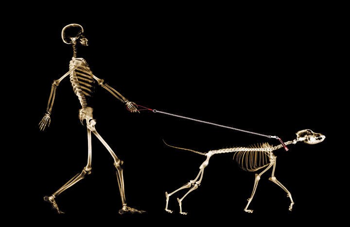 犬の人懐っこさも人間と共存するための「選択」だった可能性があるという　DIGITAL  VISION/GETTY IMAGES