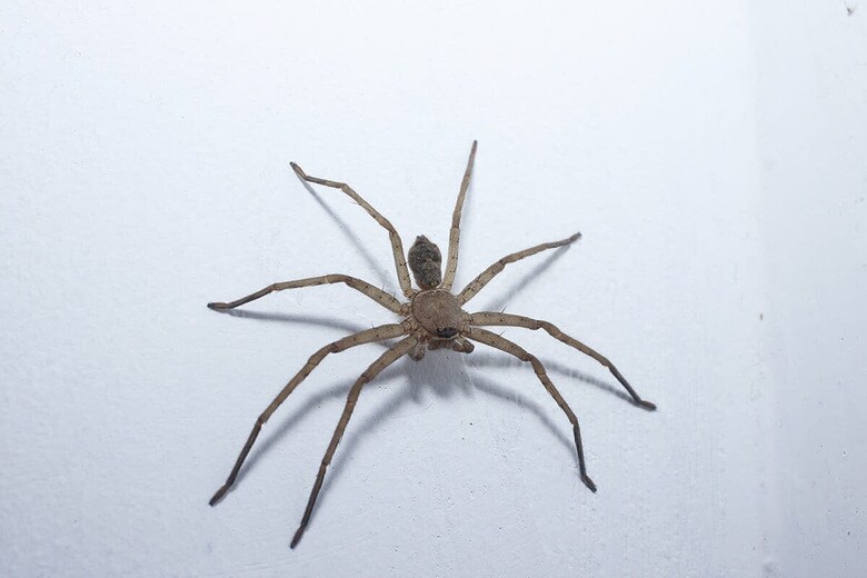 （写真はイメージです）　Indra_aldyla-Shutterstock