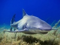 【クイズ】サメによる襲撃事件が最も多い国はどこ？