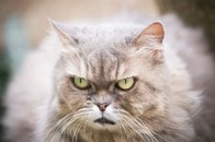 きょうだい猫のカオスな日常に1匹がマジギレ...おねむ猫の不機嫌な表情がやばすぎる