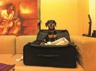 ブラック飼い主からペットを守れ！――大江千里が、虐待される犬猫を救う「ペット法案」を考えてみた