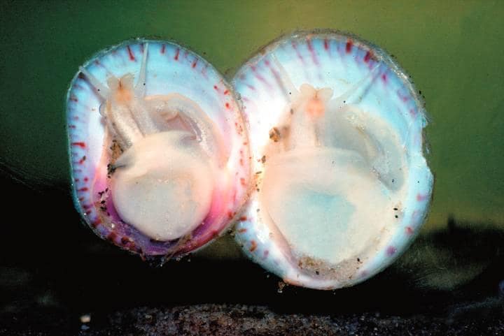 「ワイルド・モントーク・エスカルゴ」はニューヨークの最高級レストランにも卸されている　ECOMARE/SYTSKE DIJKSEN/WIKMEDIA COMMONS