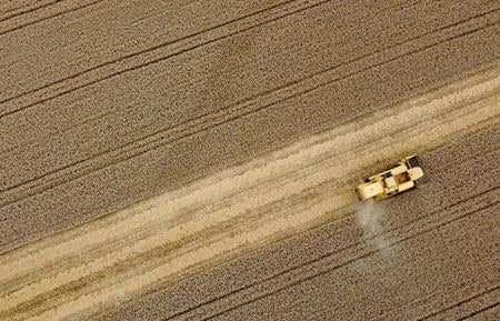　１１月１１日、国連食糧農業機関（ＦＡＯ）は、今年の世界の食料輸入コストが前年比１０％増の１兆９４００億ドルと、過去最高になるとの見通しを示した。写真は７月、ベルギー中部Perwezの小麦畑で撮影（２０２２年　ロイター／Yves Herman）