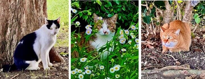 荒川の川辺にいる可愛い野良猫たち