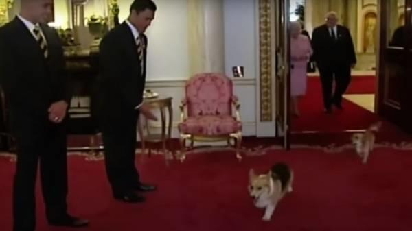 royalcorgi2022-03-18 19.58.19.jpg