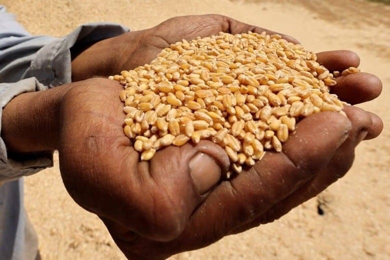 国連食糧農業機関（ＦＡＯ）が５日発表した８月の世界の食料価格は約２年半ぶりの高水準となった。エジプトでの小麦収穫、２０２３年撮影（２０２５年　ロイター/Mohamed Abd El Ghany/File photo）