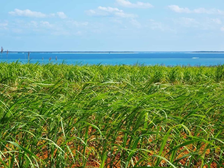 朝ドラ「ちむどんどん」の舞台となった沖縄のさとうきび畑　＊写真はイメージです。manbo-photo - iStockphoto