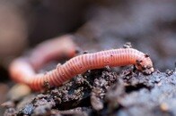 火星の土壌でミミズが生存・繁殖できる可能性：オランダの研究者が成功
