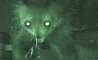 猿のアイアイの鼻ほじり、長い指を喉の奥まで突っ込んでいた