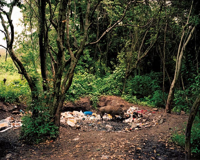 マサイ・マラ国立保護区外れの5つ星ロッジから出たゴミをあさるイノシシ。保護区の生態系はホテルや宿泊施設の違法行為によって脅かされているが、管理当局には汚職が横行しているためこうした違法行為は見逃されている