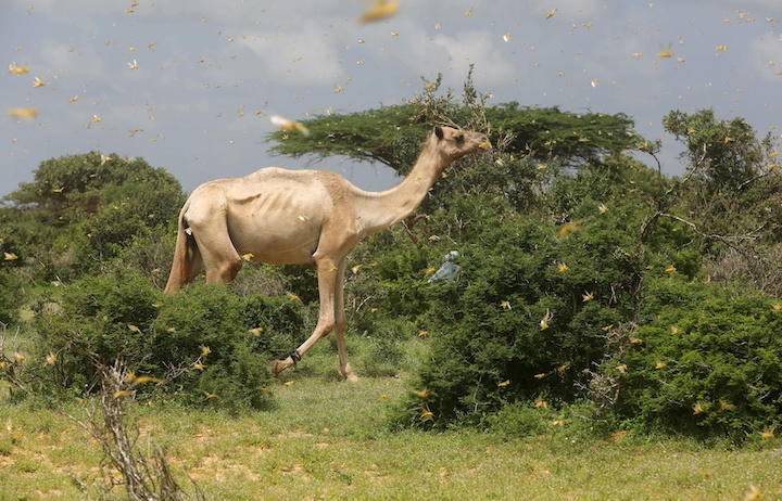 イナゴの大群が飛び回る牧草地を歩く痩せたラクダ（ソマリアのモガディシュ郊外、2020年11月）　 Feisal Omar-REUTERS