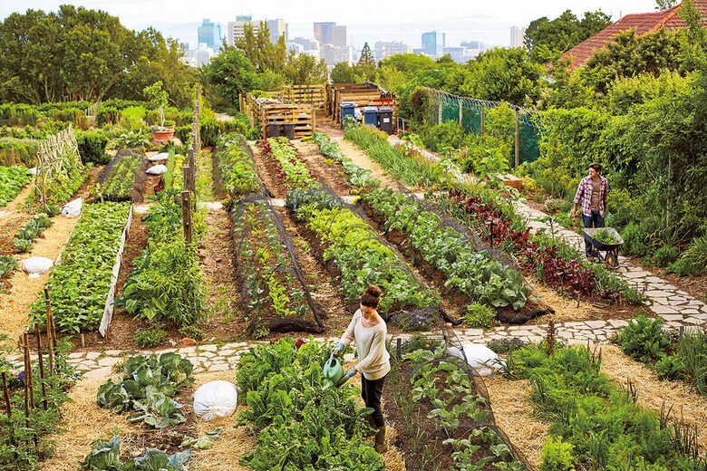 市民農園を設立して有機農業を実践するアフリカの若者たち。こうした農園には作物以外にも多くの「収穫」が期待できる　KUPICOO/GETTY IMAGES