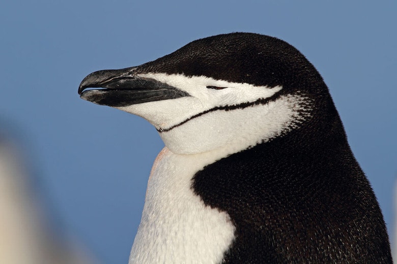 「睡眠」をとるヒゲペンギン　Mogens Trolle-Shutterstock