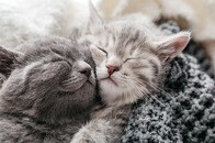 左右に並ぶ「2つの顔」を持って生まれたネコが注目を集める...「ヤヌス猫」の動画に驚きと心配の声が