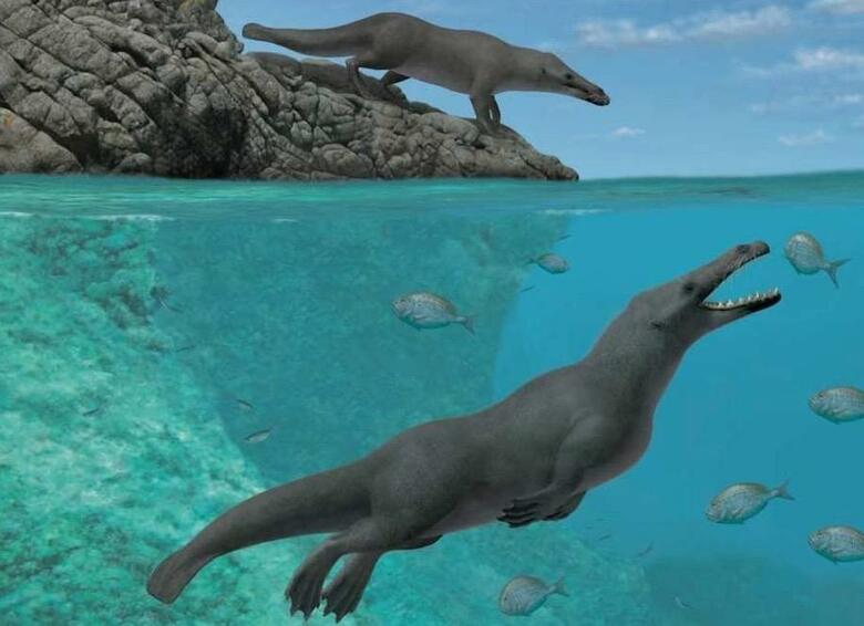 ペルーで初めて見つかった４本足のクジラの祖先 (Alberto Gennari/Cell Press)