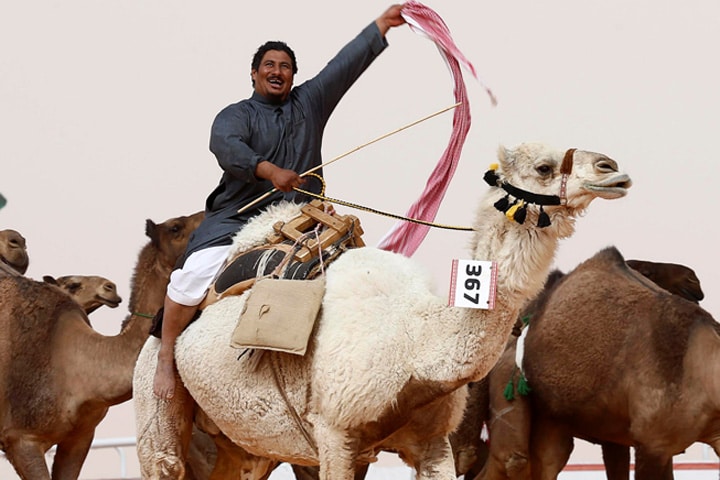 今年も多くのラクダが美を競い合った　Faisal Al Nasser-REUTERS