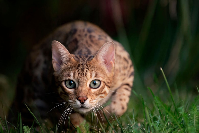 （写真はイメージです）　TheCats-Shutterstock