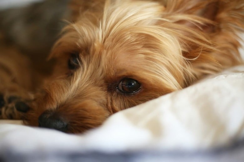 ソファは犬にとっても大切なくつろぎの場所（写真はイメージです）　Giorgio Trovato-Unsplash