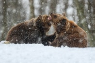 【動画】雪の中で組み合ったりして戯れる2頭のクマ