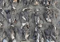 海洋熱波によりおよそ100万羽のウミガラスが餓死していた