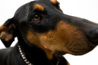 2匹の挙動不審なドーベルマン、植木鉢を倒したのはどっち？