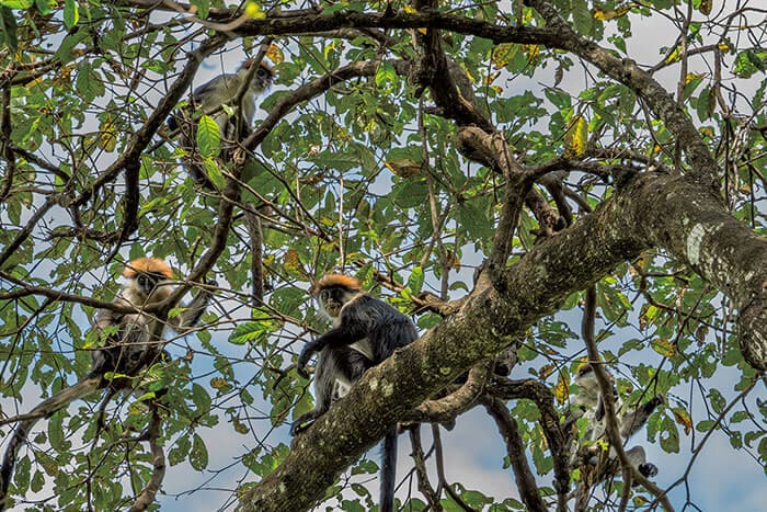 国立公園内のプリンス・ベルンハルト滝近くに生息するサルの一種アカコロブス。ウズングワでは60~70年代に狩猟やタンザン鉄道建設による開発が盛んに行われ、個体数が激減した<br>