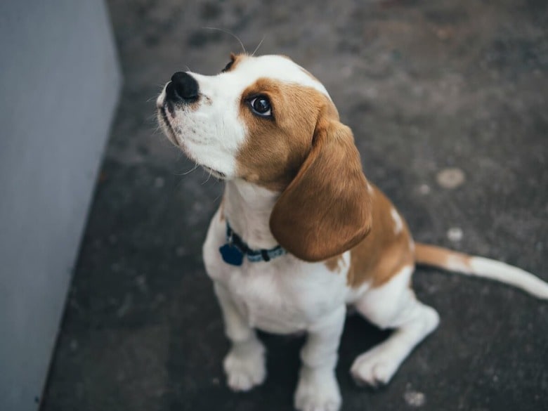 犬は注いだ愛情に応えてくれる（写真はイメージです）　Marcus Wallis-Unsplash
