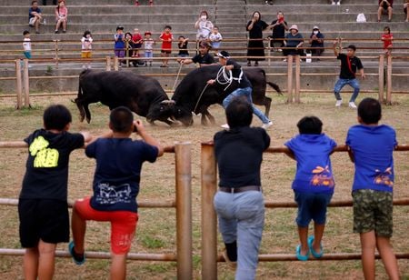 １２月６日　ベトナム戦争終結から２年が経った１９７７年、計１１３人の避難民が日本最西端の与那国島にやってきた。それから５０年、台湾海峡の緊張が高まる中、島は再び避難民がやってくる可能性に身構えている。写真は島の伝統、闘牛を見る島民。１１月１０日、沖縄県与那国町で撮影（２０２３年　ロイター/Issei Kato）