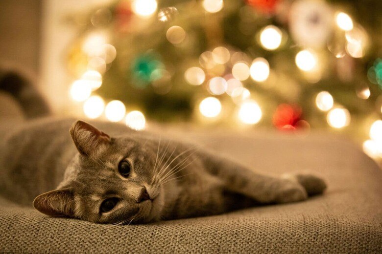 クリスマスは猫にとって危険がいっぱい（写真はイメージです）　Andrew Mead-Unsplash