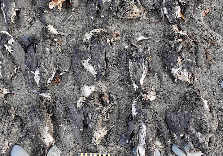 アラスカ州からカリフォルニア州までの海岸に大量のウミガラスが漂着した 2016年COASST