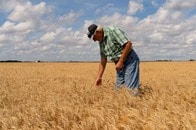 「小麦はもう利益を生まない」アメリカで農家が次々と撤退へ