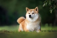 ロシアが恐れる「柴犬の軍団」NAFO...ウクライナの「ミーム」が、プーチンのプロパガンダを粉砕？