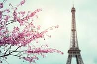 パリで過熱する日本ブーム　300万人が訪れた「ジャポニスム2018」の立役者たち