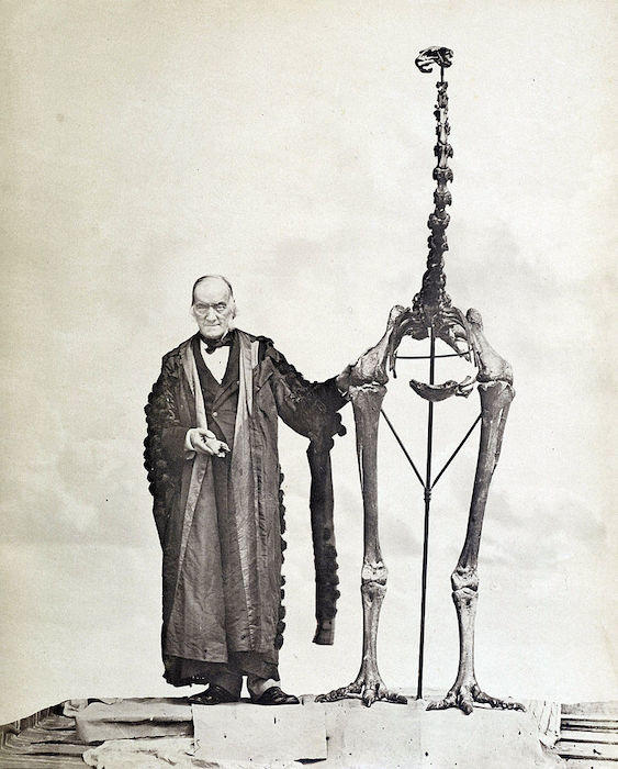 イギリスの生物学者リチャード・オーウェンと絶滅したモア類の骨格　John van Voorst-wikipedia