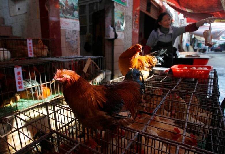 ６月１３日、中国の鶏肉大手、広東温氏食品<300498.SZ>は、国内で急成長するスーパーマーケットやファーストフードの市場の取り込みを狙い、遺伝子工学に高い関心を注いでいる。中国広州で２０１３年撮影（２０１８年　ロイター/Alex Lee）