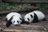 【クイズ】パンダの「返礼」として、米ニクソン大統領が中国に贈った「動物」は？
