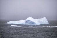 【動画】南極海にいるはずのない、深海の「巨大生物」の正体